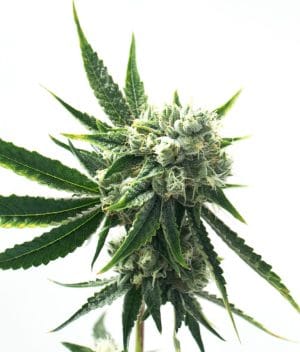 CBD Haze Autoflower 1:15