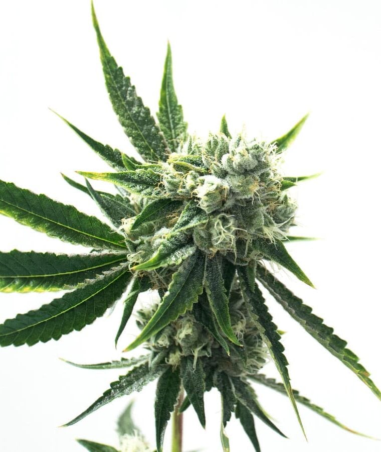 cbd_haze_autoflower_1_15.jpg