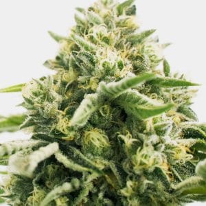 CBD Jack Herer
