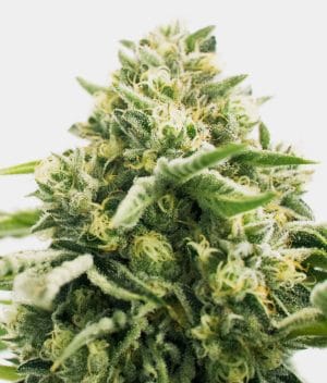 CBD Jack Herer