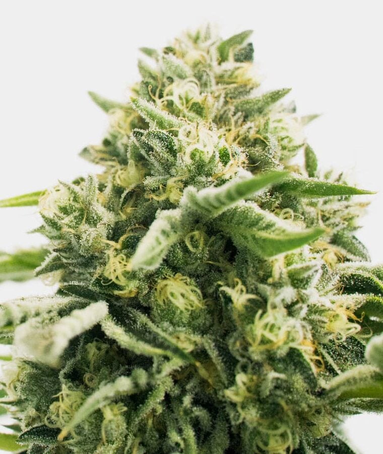 cbd_jack_herer.jpg