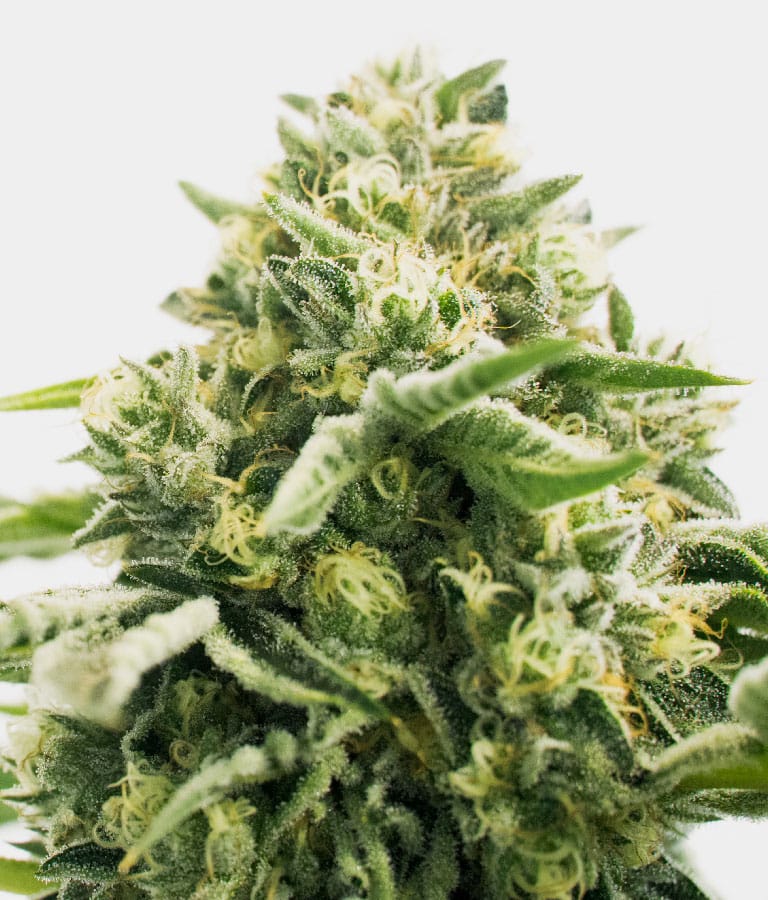 cbd_jack_herer.jpg