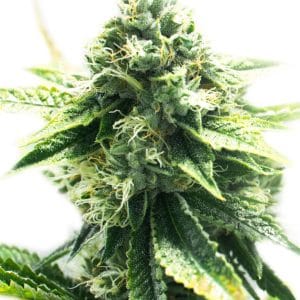 CBD Kush 1:1