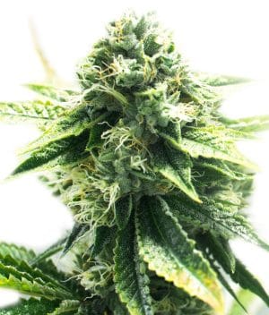 CBD Kush 1:1