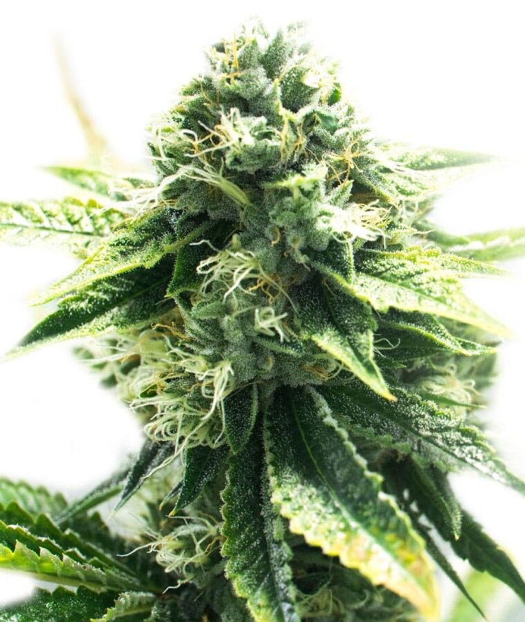 cbd_kush_1_1.jpg