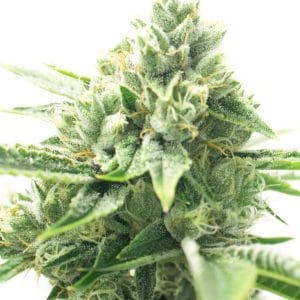 CBD Mexican 1:1