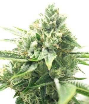 CBD Mexican 1:1