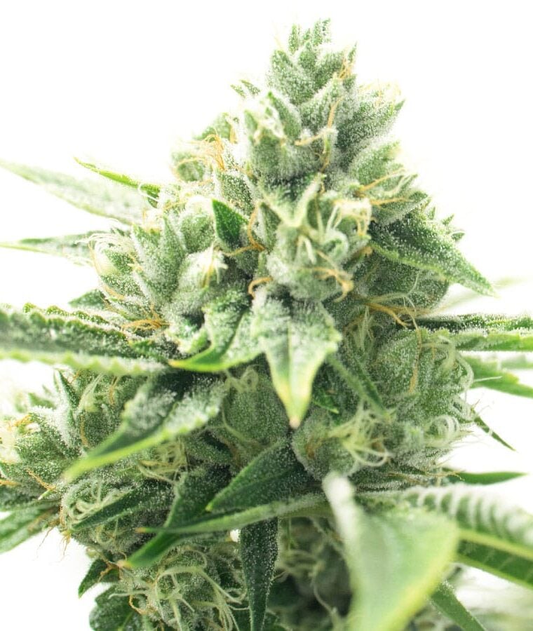 cbd_mexican_1_1.jpg