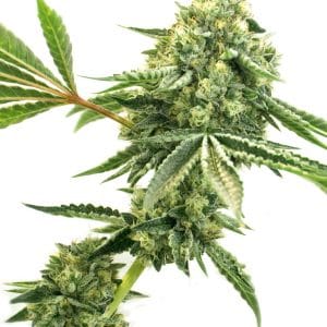 CBD Super Silver Haze (1:1)