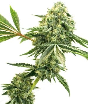 CBD Super Silver Haze (1:1)