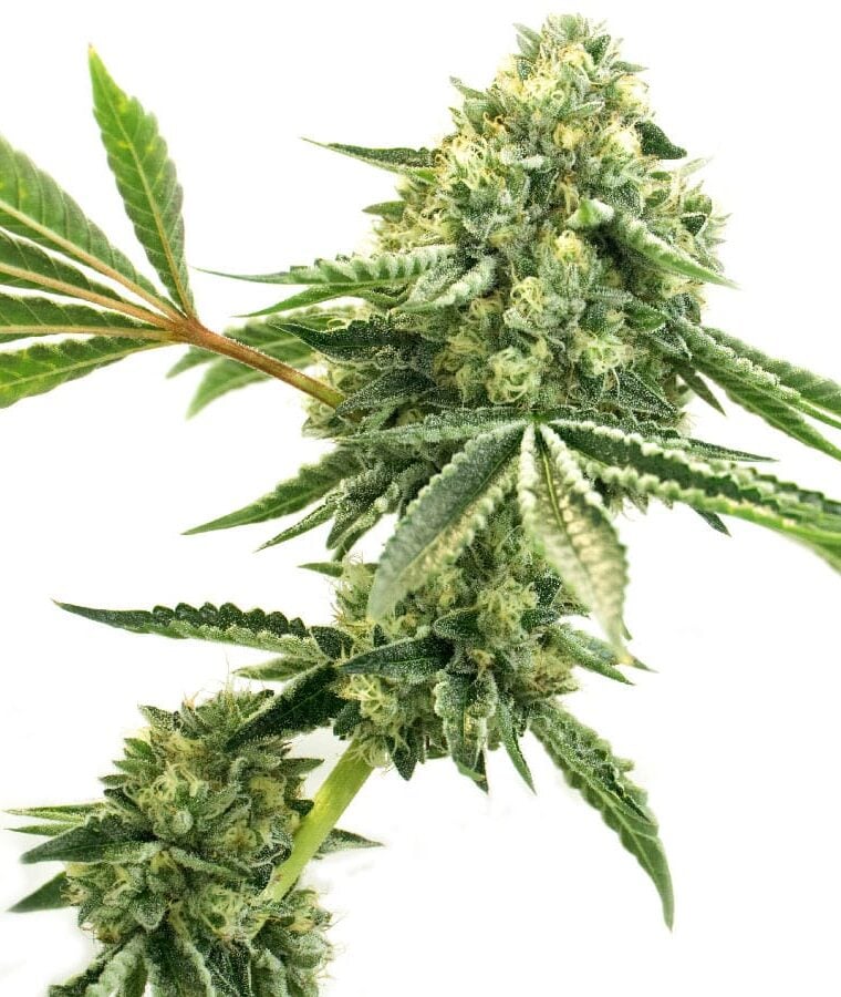 cbd_super_silver_haze_1_1-1.jpg