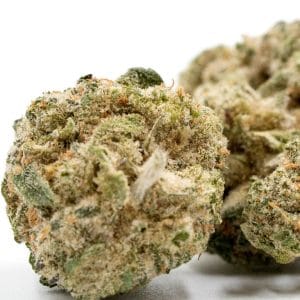 Cheese Autoflower