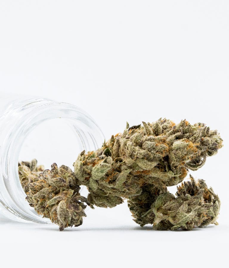 Chocolope cannabis seeds – 12/12 Photoperiod – Outdoor – Middle of October – image 2 from Seed City