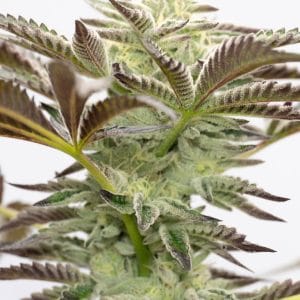 Chocolope Kush