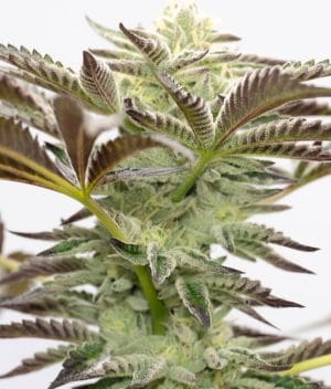 Chocolope Kush