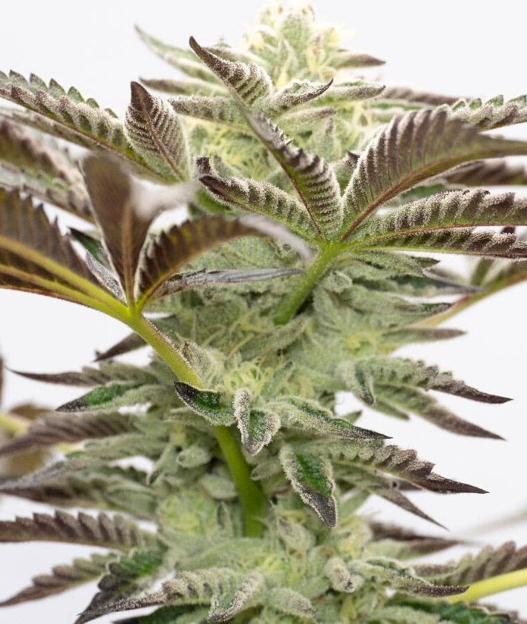 chocolope_kush.jpg