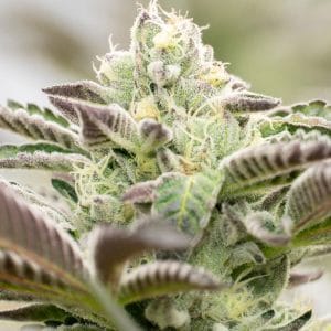 Cinderella 99 x Blueberry
