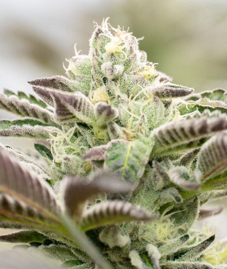 chocolope_x_candy_kush.jpg