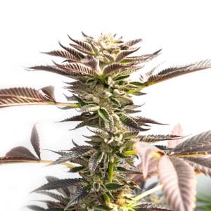Chocolope x Candy Kush