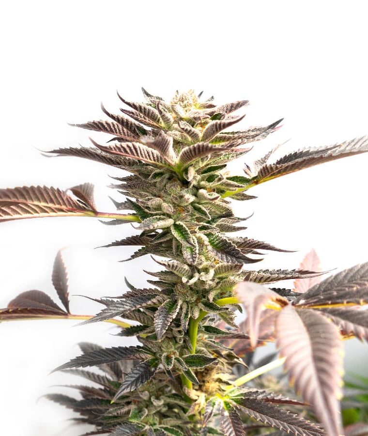 cinderella_99_x_blueberry.jpg