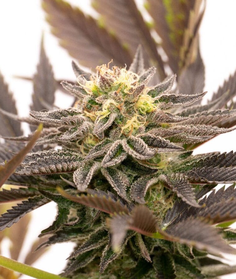 cinderella_99_x_blueberry_fast.jpg