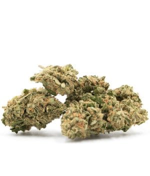Cinderella 99 x Somango