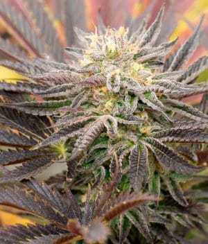 Cream Autoflower