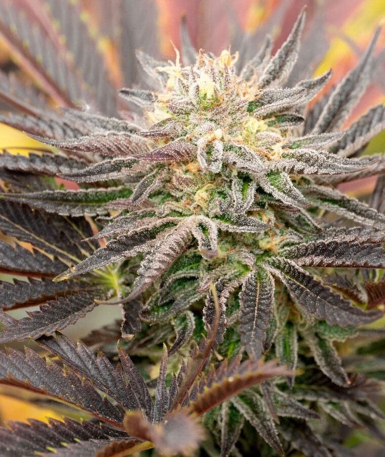 cream_autoflower.jpg