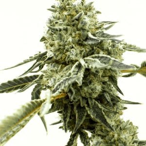 Critical x AK47 Autoflower