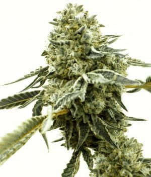 Critical x AK47 Autoflower