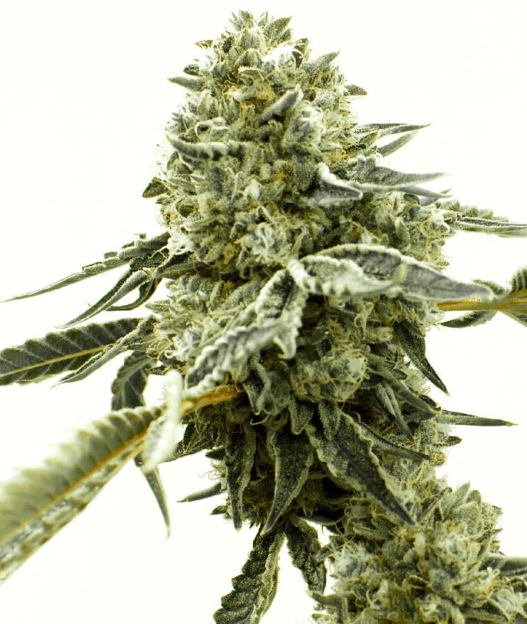 critical-x-ak47-autoflower.jpg