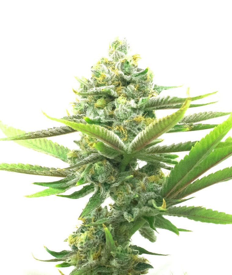 critical_2-1.jpg