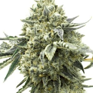 Critical Fast Bud Autoflower