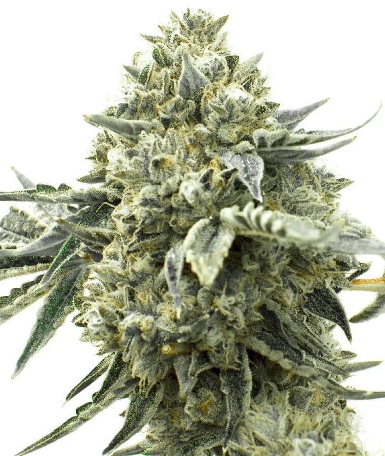 critical_fast_bud_autoflower-1.jpg