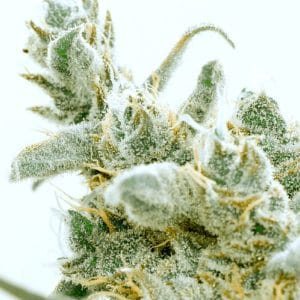 Critical Jack