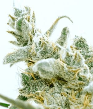Critical Jack