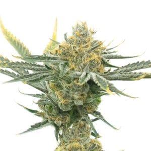 Critical Kush