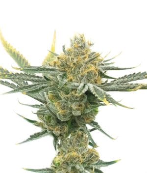 Critical Kush