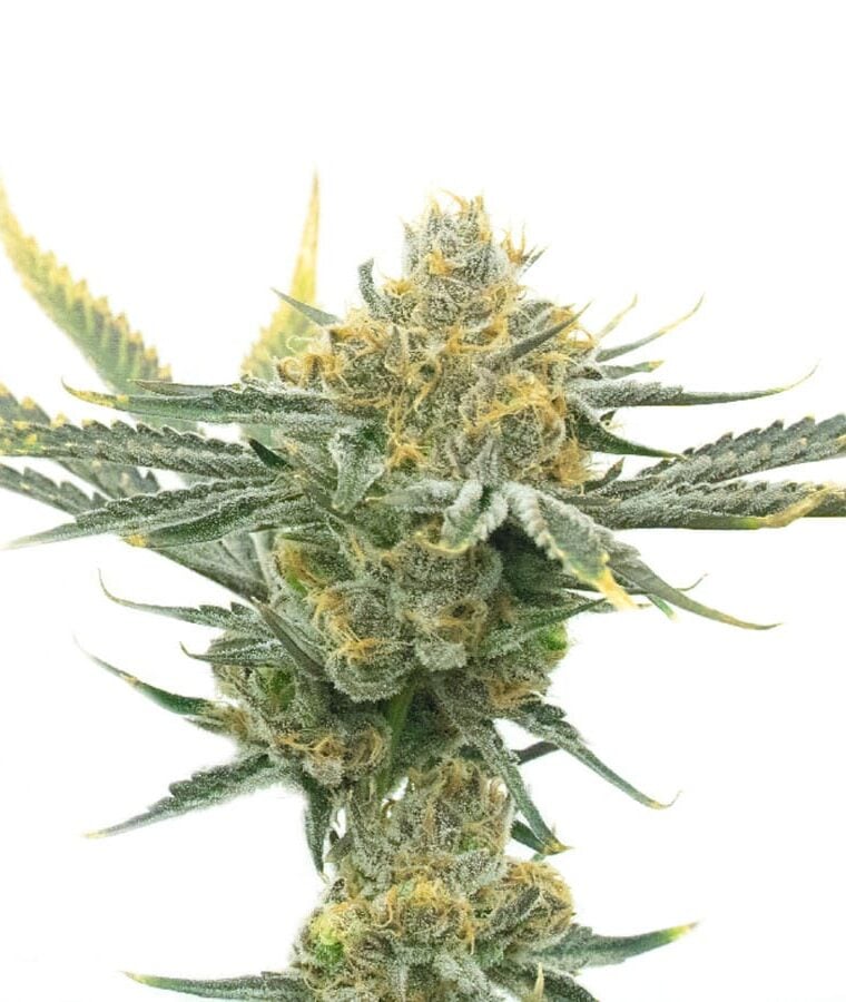 critical_kush.jpg