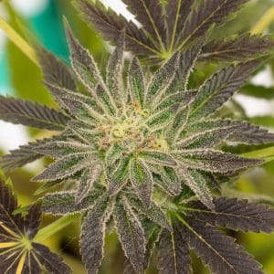 Critical Purple Auto