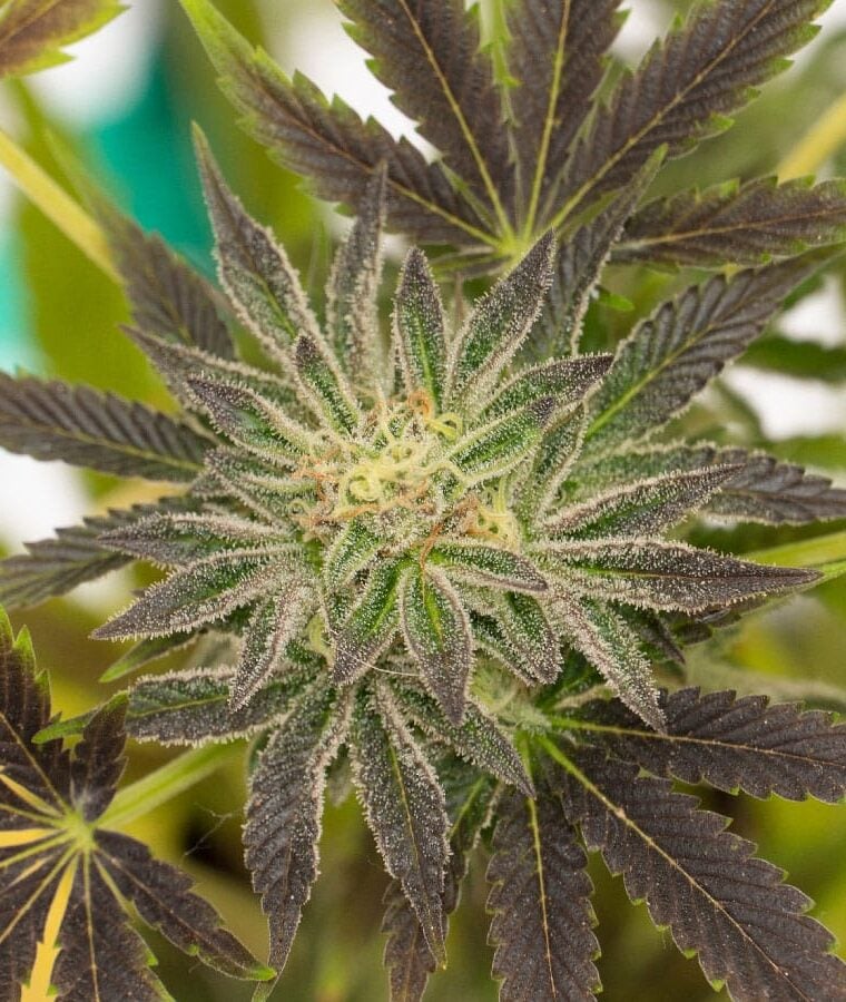 critical_purple_auto.jpg