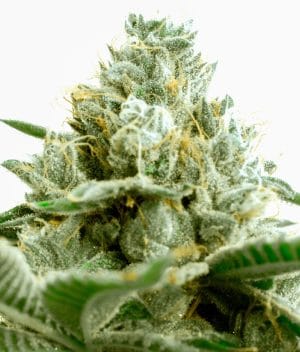 Critical Somango