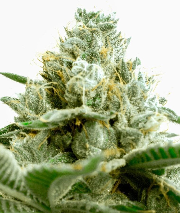 critical_somango.jpg