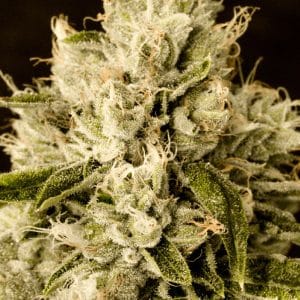 Critical x Cheese Candy