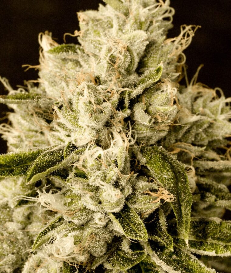 critical_x_cheese_candy.jpg