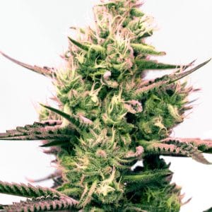 Critical x Gorilla Glue Autoflower