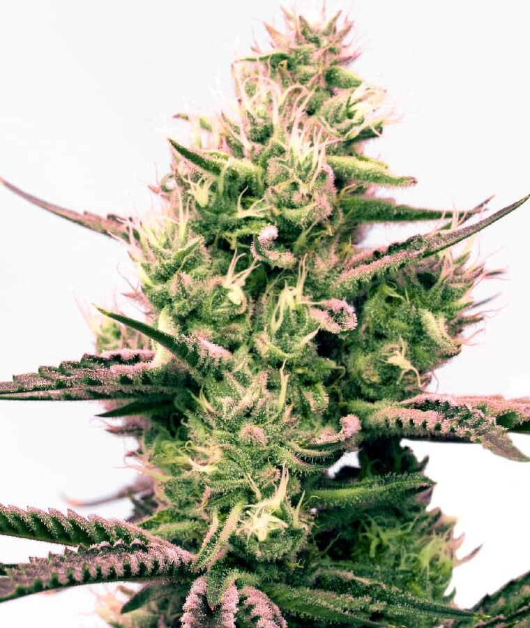 critical_x_gorilla_glue_autoflower.jpg