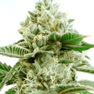 Critical x Green Crack