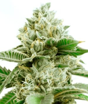 Critical x Green Crack