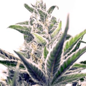 Early Skunk